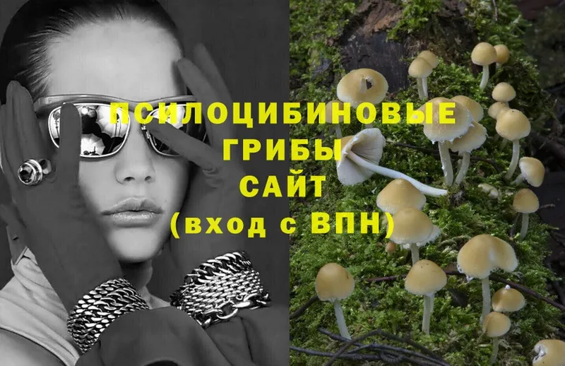 Галлюциногенные грибы Psilocybine cubensis  Александровск 